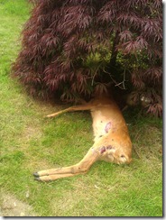 dead deer in a garden