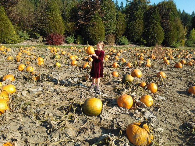 Look at all these pumpkins
