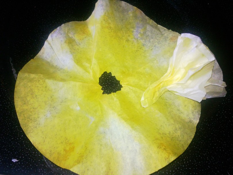 coffee filter daffodil