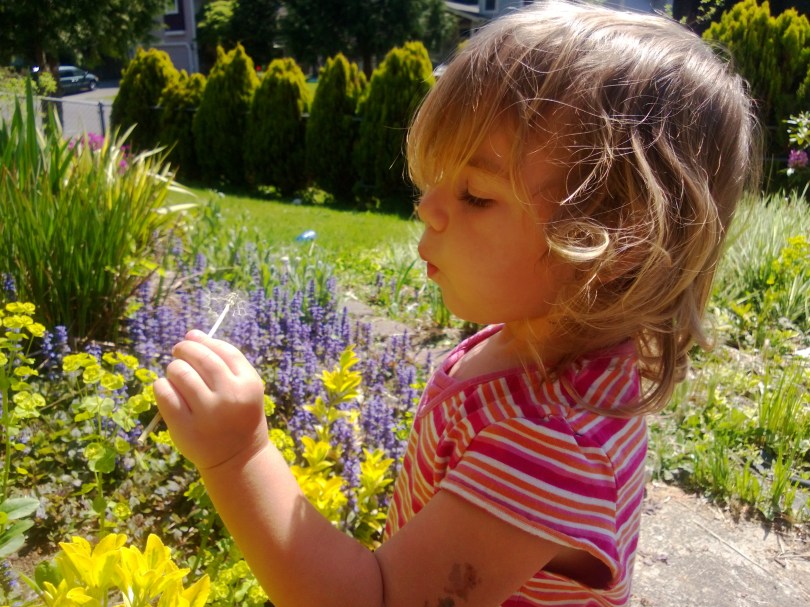 blowing a dendelion clock