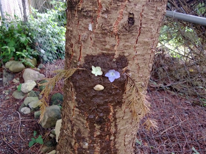 international mud day