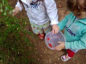 picking wild huckleberries