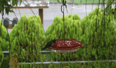 hummingbird feeding