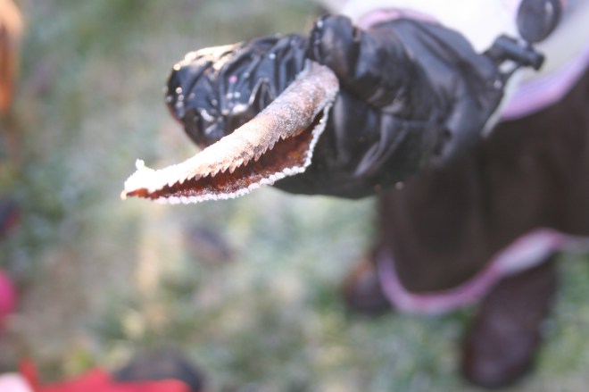There is even frost on the leaf