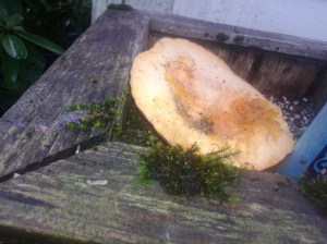 toadstool from a pumkin lid