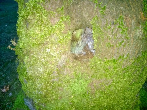 This one had a nice hole to make into a cosy home.