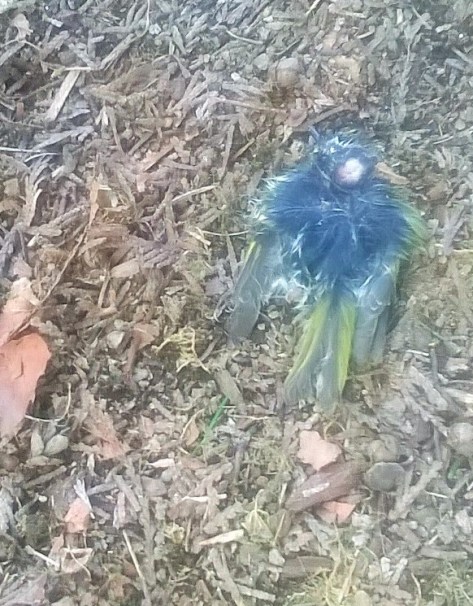 We found a dead birs in the garden. How did it get there? What shuld we do with it? We buried it under a tree.