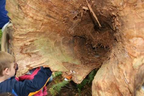 tree log hollowed out
