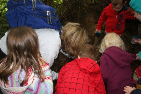 looking for bugs in a decomposing log
