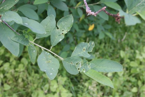 leaves