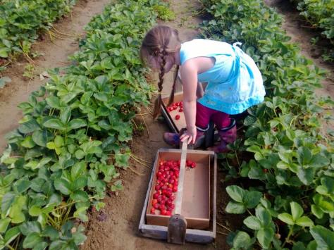strawberry picking