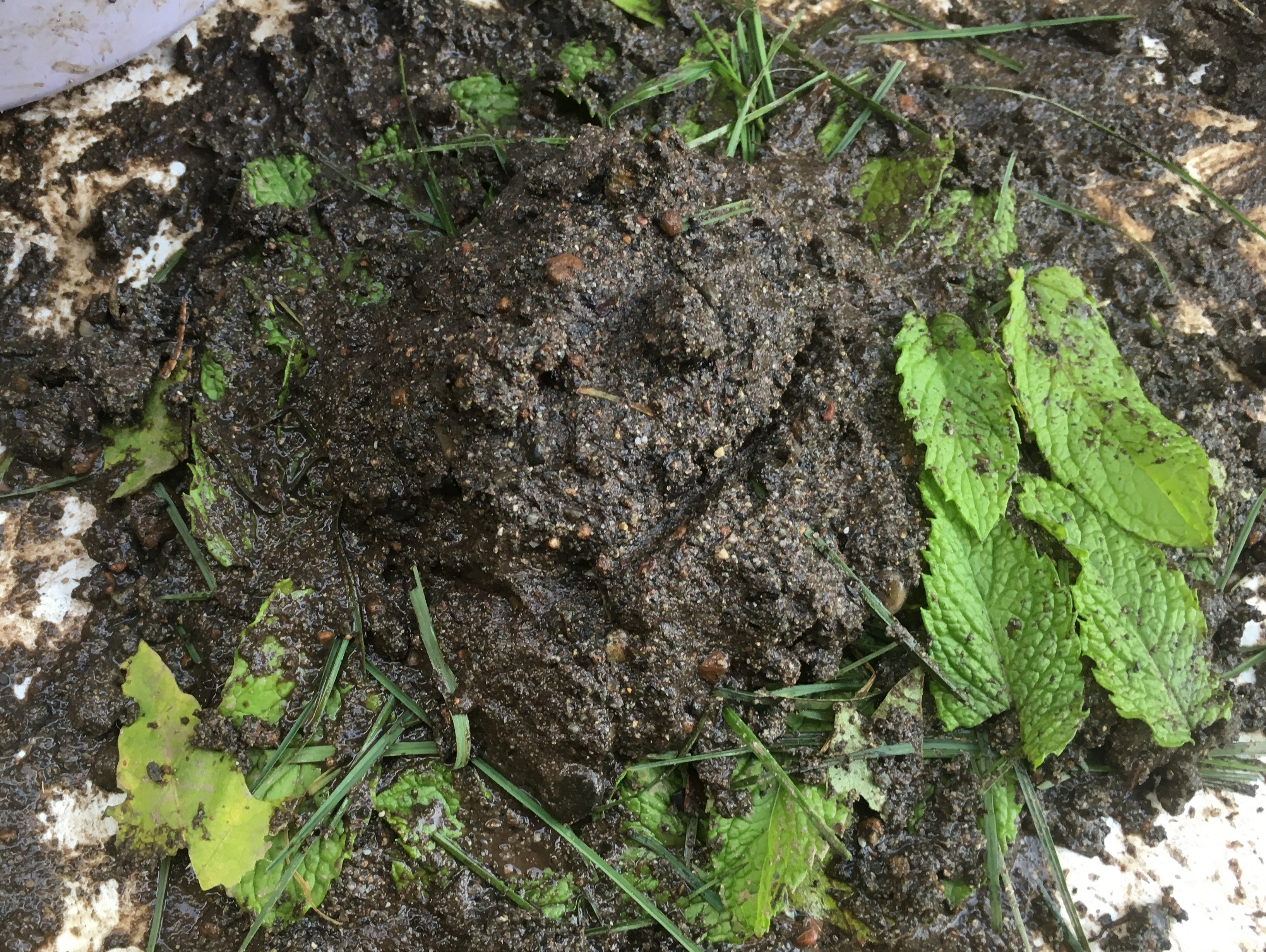 Frog Cake in Great Mud Bake Off