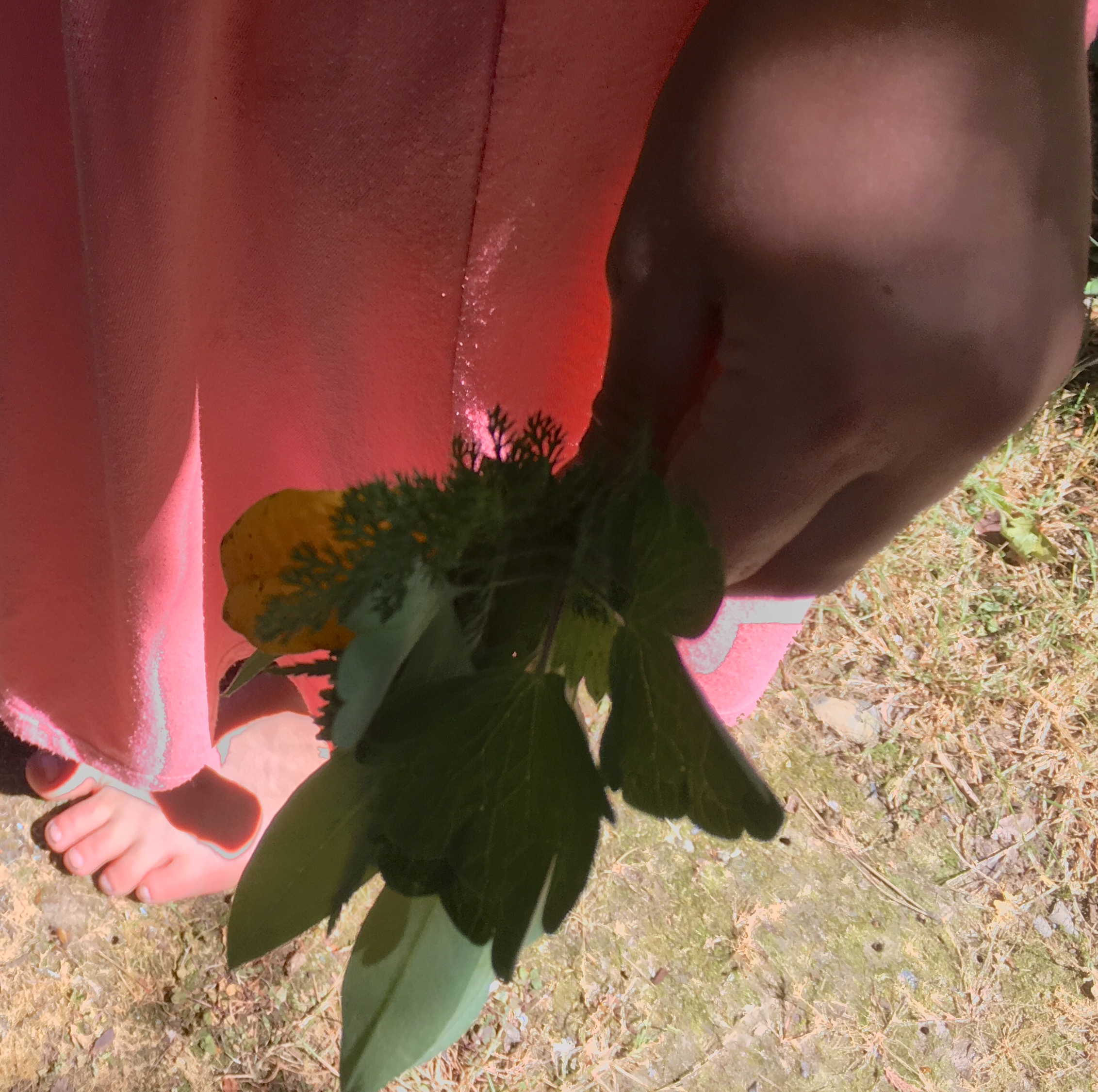 leaves collected for sun prints