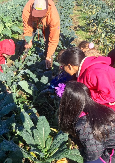 picking Kale leaves