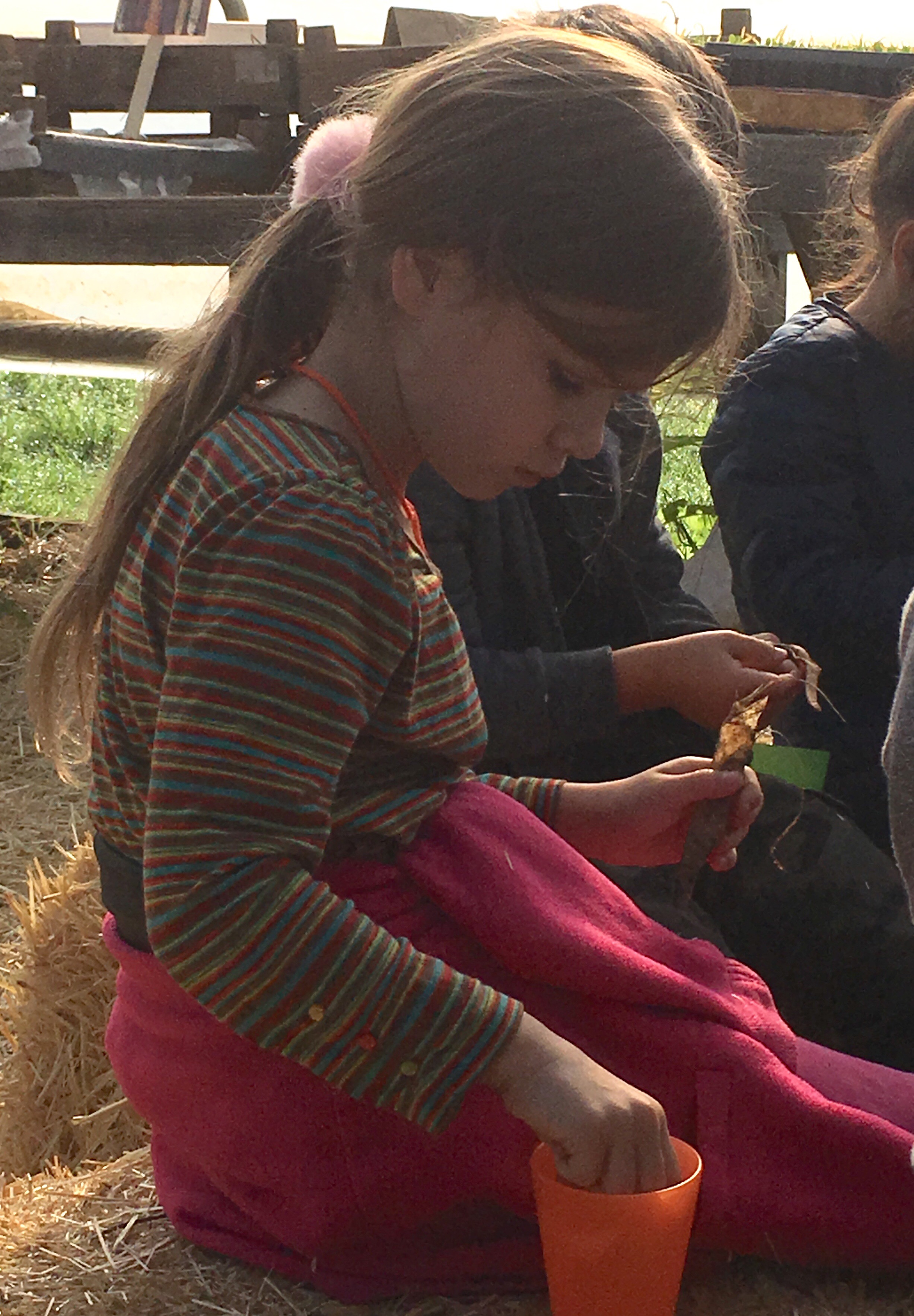 taking the beans from their pods