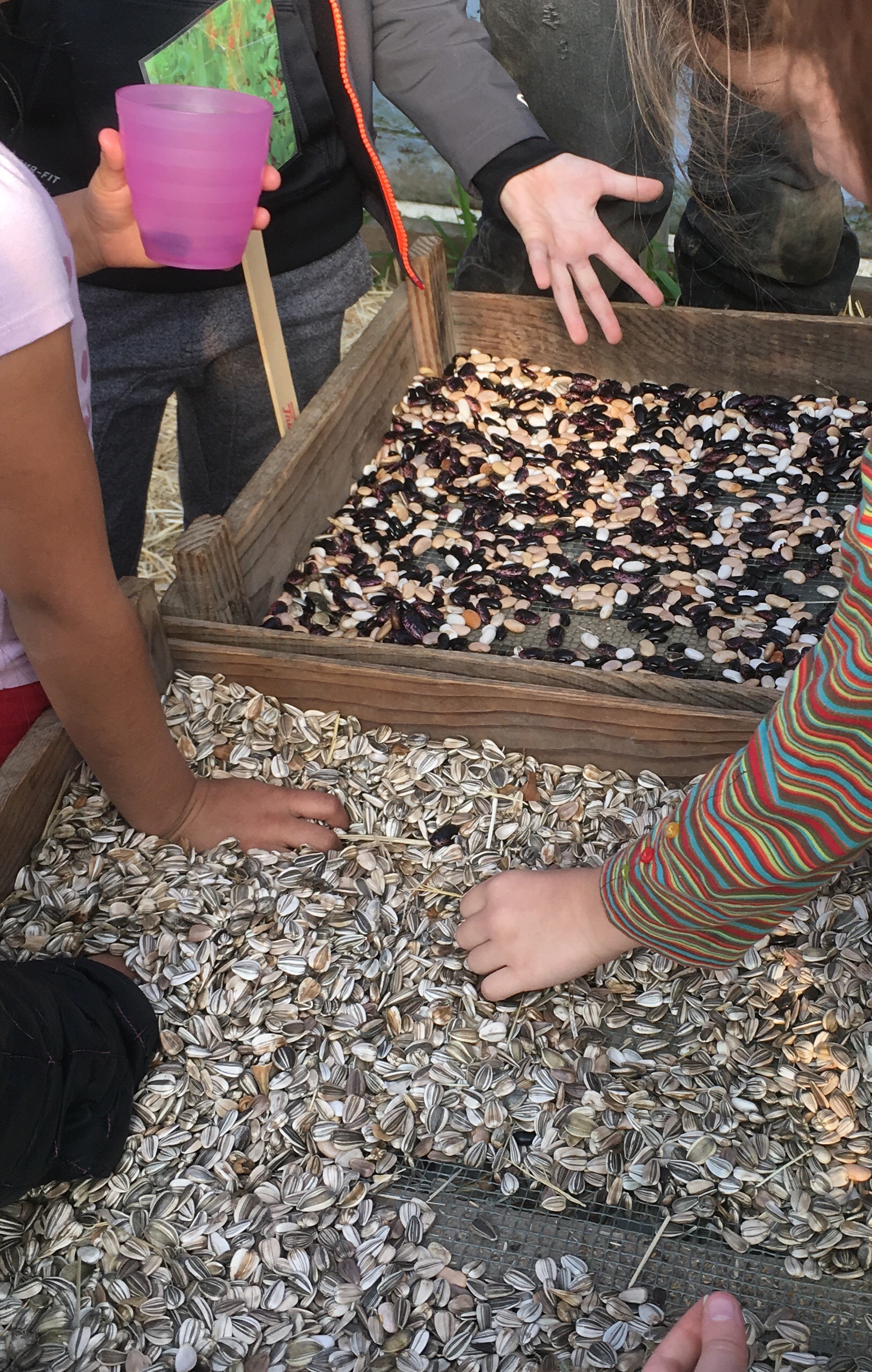 seeds drying in the greenhouse