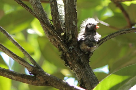 sparrow chick in a tree