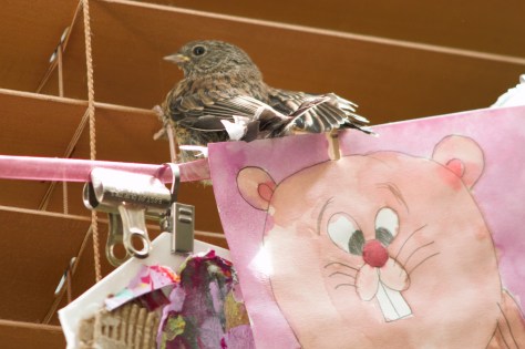 baby sparrow in the house