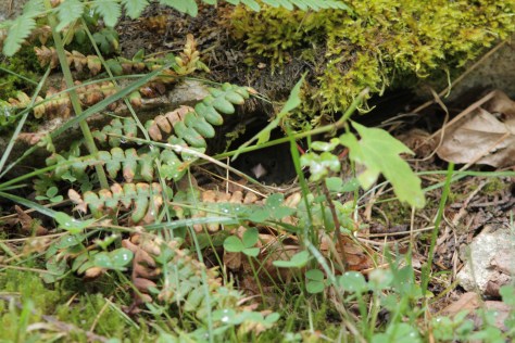 mother sparrow on her nest