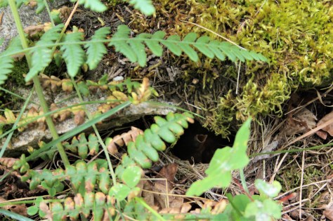 Sparrow Chicks in nest day after hatching