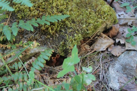 sparrow chicks in nest