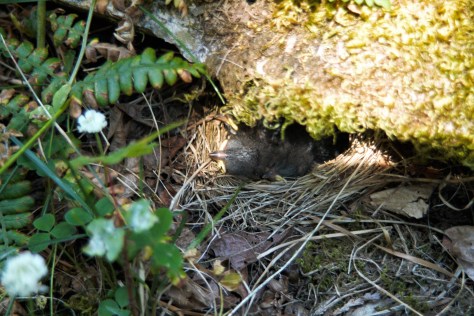 Baby sparrows in a nest