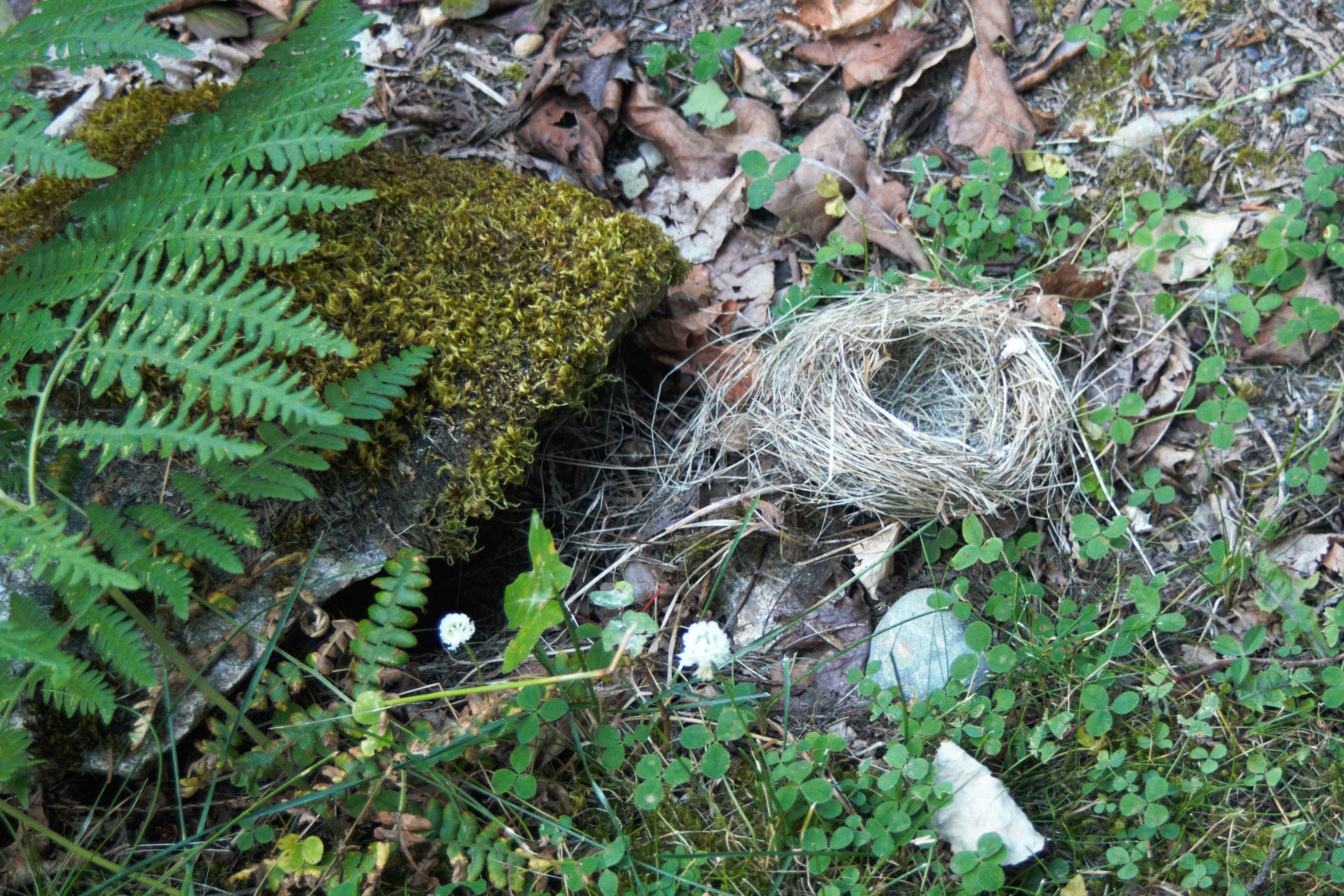 sparrows nest