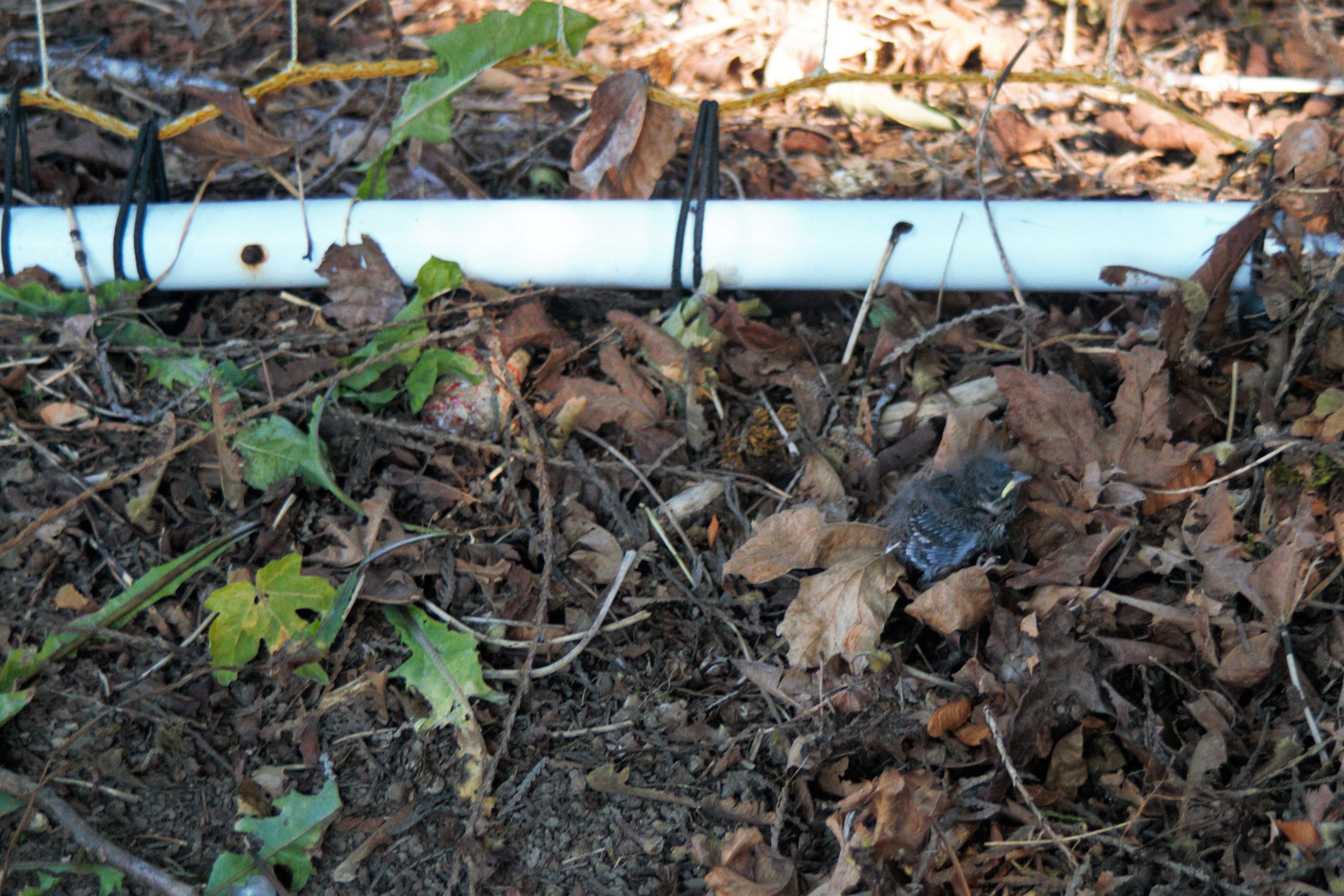 sparrow chick before it could fly