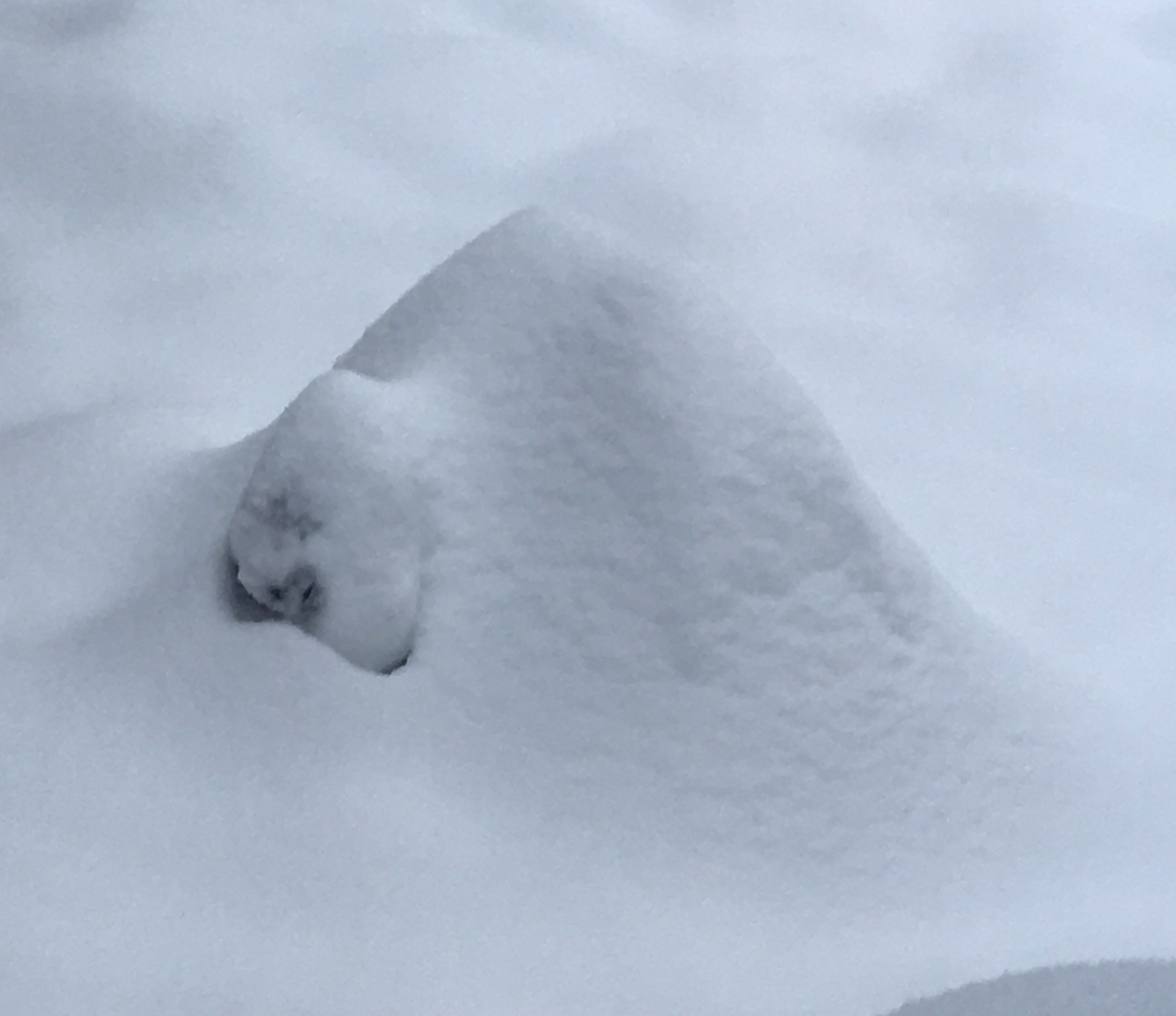 snoopy buried in snow